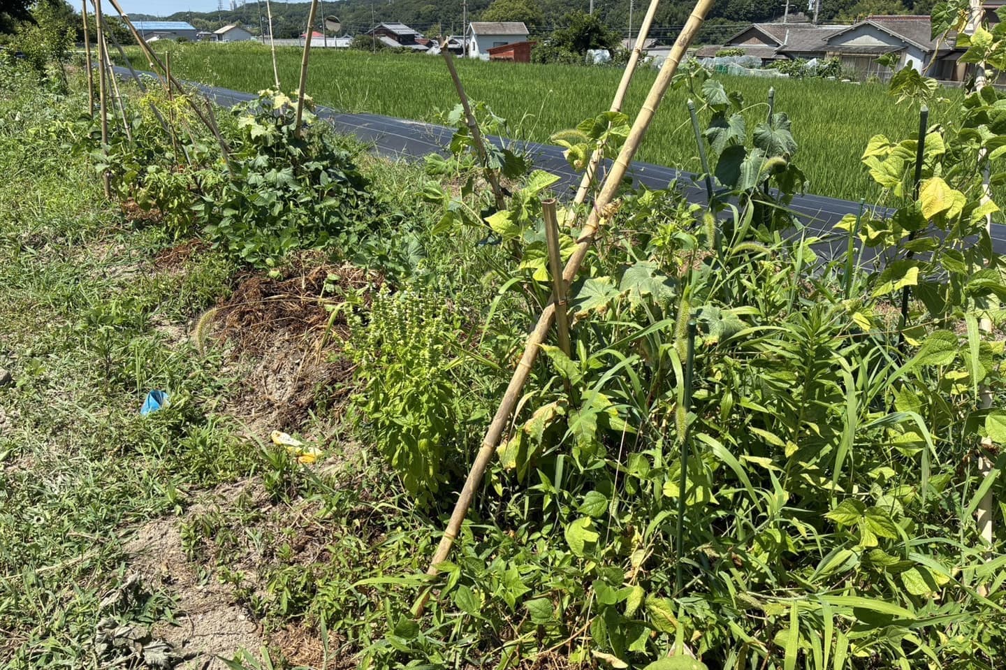 協生栽培　野菜